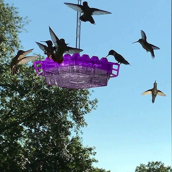 NECTARHAVEN - Ant-Proof Hummingbird Feeder for Lively Garden Visits