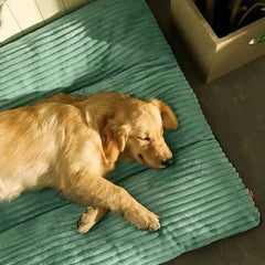 FLAUSCHNEST - Orthopedic Dog Bed for Joint-Supporting Rest