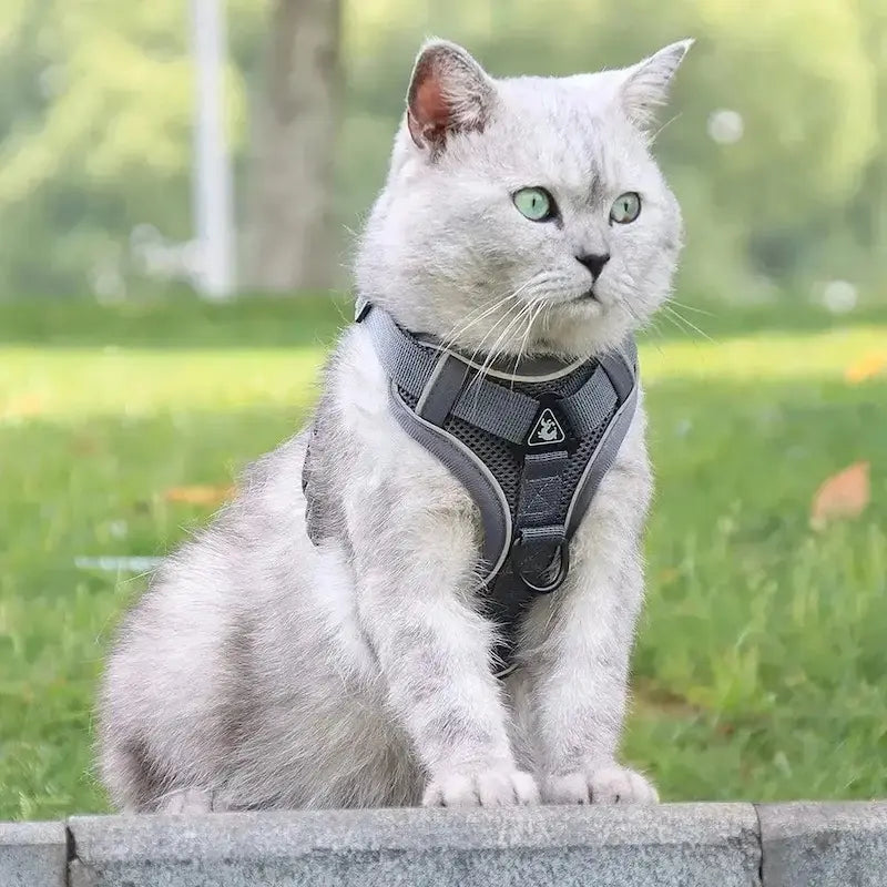 FELNIVO - Escape-Resistant Y-Shaped Cat Harness for Safer Walks